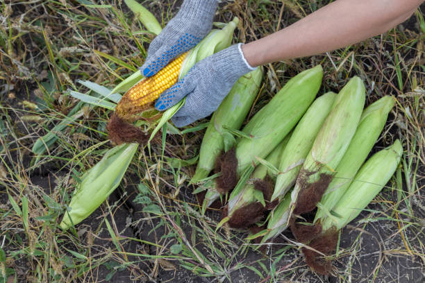 istock man cleans the ear of corn with his hand 1422261045