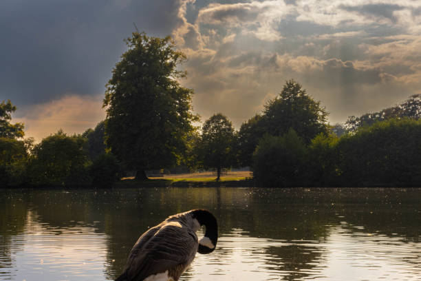 istock lake view with clouds covering the sun and a duck posing in the front 1422262490
