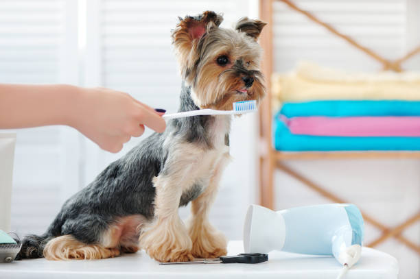 istock Yorkshire terrier getting teeth  cleaning with a toothbrush 1422262960