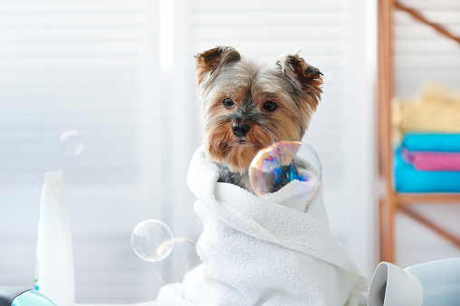 Closeup natural light portrait of a yorkshire terrier after bath