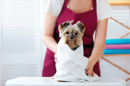 Groomer putting towel on a yorkshire terrier dog