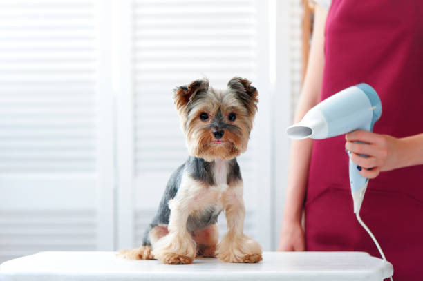 Groomer drying yorkshire terrier fur after bath Groomer drying yorkshire terrier fur after bath pet grooming salon stock pictures, royalty-free photos & images