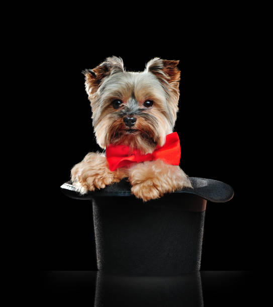 istock Yorkshire terrier sitting in a magic cylinder in a black studio 1422263181