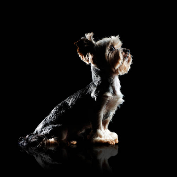 Side view silhouette of a dog looking up