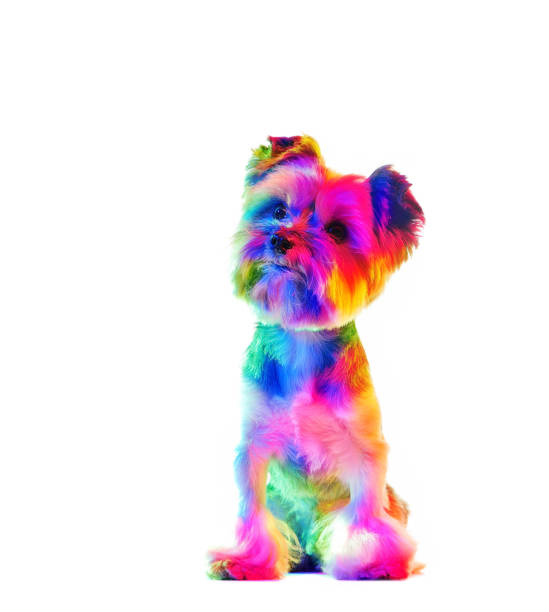 istock Yorkshire terrier illuminated with colorful flash lights 1422263233