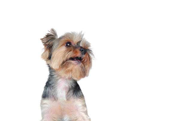 Head portrait of a yorkshire terrier looking up