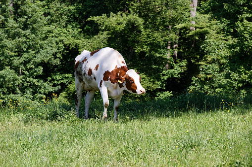 Pure Chianina breed cattle durning the early hours of the day, sunlit from behind. High resolution image with plenty of copy space.