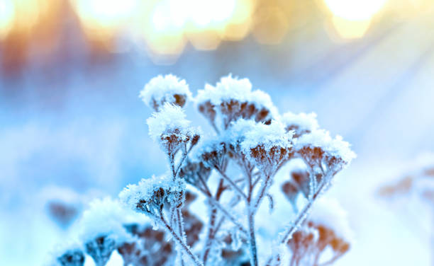 istock Winter landscape.Winter scene 1422264914
