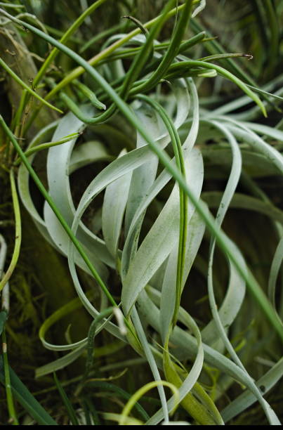 istock Vertical framing on a Tillandsia's leaves vollutes 1422264940