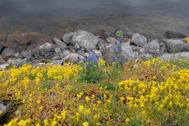 istock flowers on the river shore line 1422265195