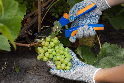pruner cuts a bunch of grapes from a branch. farmer cutting grapes. pruner cuts a bunch
