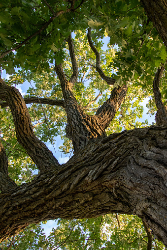 looking up the twisted trunk of an oak tree at branches and green leaves on a sunny summer day
