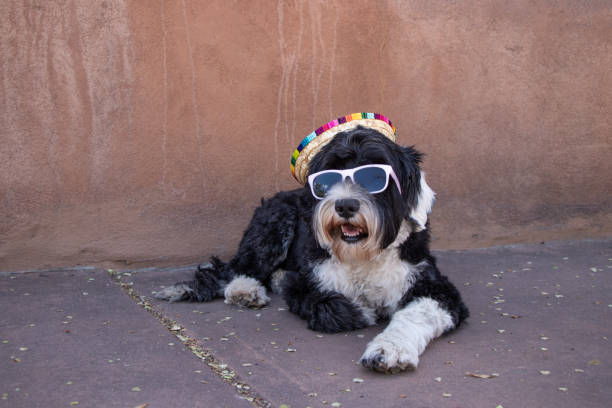 Portuguese Water Dog wearing a sombrero and sunglasses in New Mexico