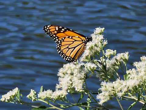 Monarch Butterfly on milkweed