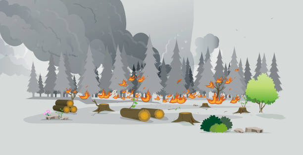 Forest fire. The fire is burning the trees in the forest on a gray background. wildfire smoke stock illustrations