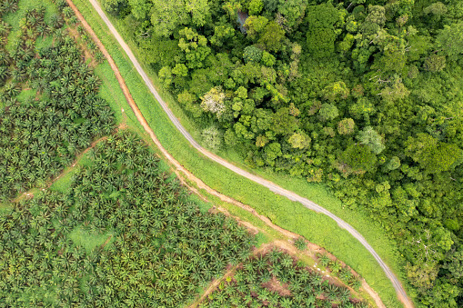 Drone point if view of palm oil plantation at the edge of tropical rainforest