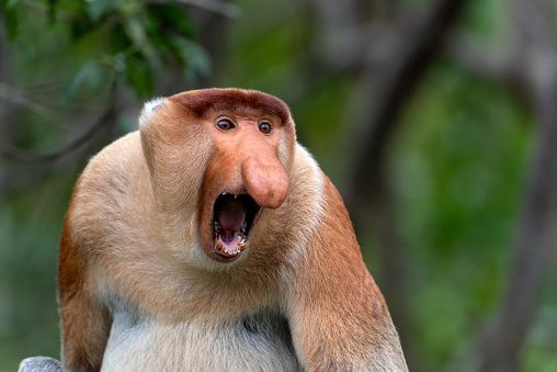 Retrato del agresivo mono probóscide macho (Nasalis larvatus) photo