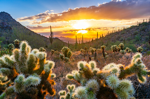 Sunset on Bell Pass in the Sonoran Desert in Scottsdale, AZ with Saguaro cacti