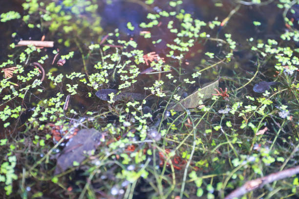 istock tadpoles in the pond 1422273252