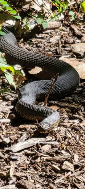 black watersnake - water snake imagens e fotografias de stock