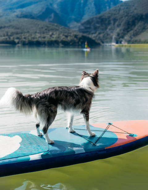 istock a black dog on a paddle surf board, looking towards the water with curiosity. vacation concept with your pet. 1422277149