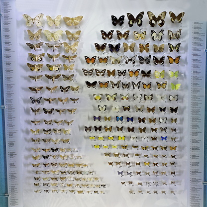 Collection of pinned specimens of moths and butterflies -sometimes male and female forms- numbered and publicly displayed in a vertical drawer attached to the wall. Darwin-Northern Territory-Australia