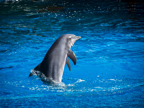 Funny and young dolphin having some fun at the pool