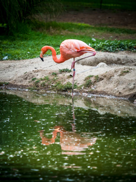 istock Pink flamingo drinking some water 1422279083