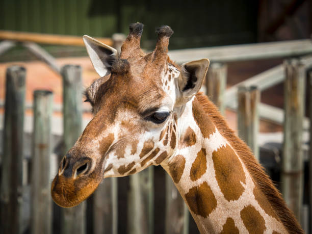 istock Funny tall giraffe eating some grass 1422279093