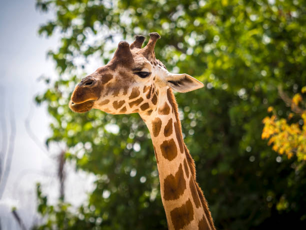 istock Funny tall giraffe eating some grass 1422279105