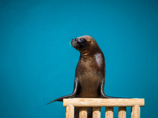 istock Funny sea lion acting for the public 1422279125