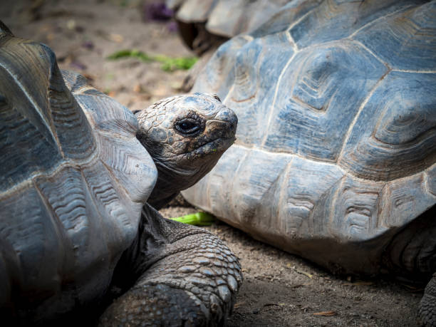 istock Giant Turtle on the floor 1422279213