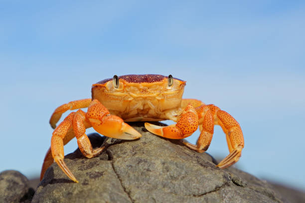 A common shore crab (Cyclograpsus punctatus) on a rock against a blue sky, South Africa stock photo