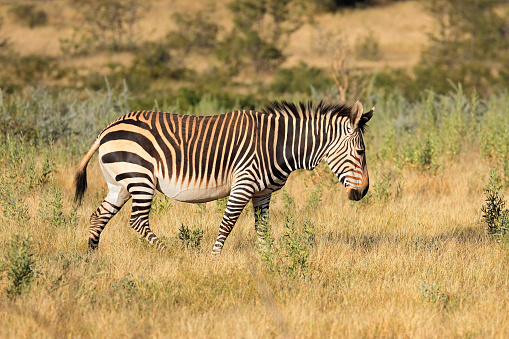 Hartmanns mountain zebra (Equus zebra hartmannae), Etosha National Park, Namibia
