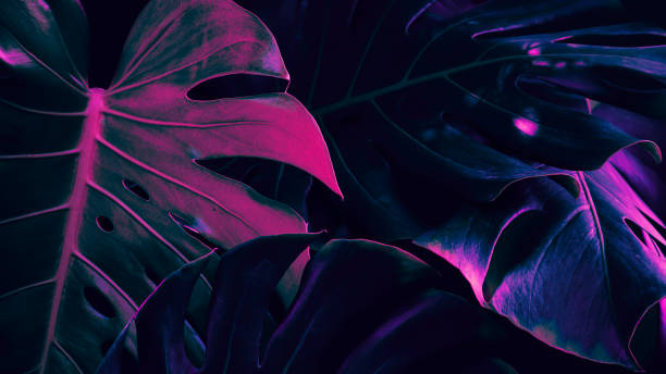 istock Tropical foliage, monstera plant background 1422280959