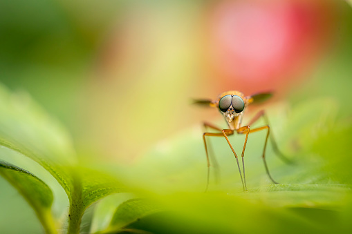 Fly with big eyes on a leaf and blurred bokeh background