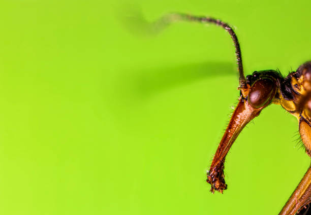 scorpionfly, panorpidae - wild barley imagens e fotografias de stock