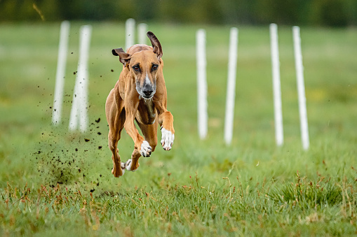 Dog running in green field and chasing lure at full speed on coursing competition straight into camera
