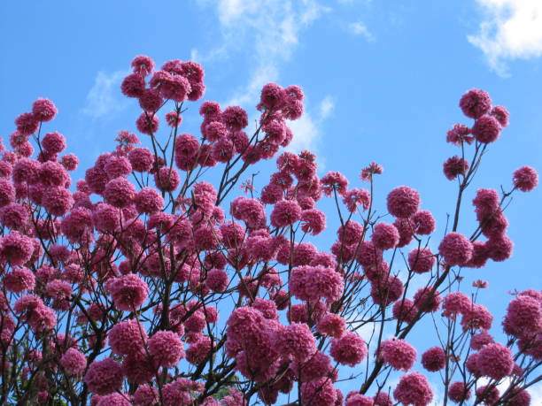 Handroanthus heptaphyllus or Tecoma impetiginosa, the tropical plant deciduous, pink flowered ipe, with details of pink ipe branches with blue sky in the background. stock photo