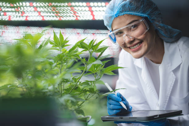 herb cultivation research scientist checking growth data of cannabis leaf or ganja plant in agriculture farm of cannabis hemp medicine for using in medical science to making natural herbal health drug stock photo