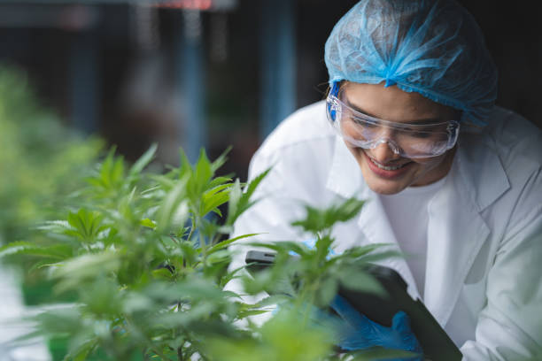 herb cultivation research scientist checking growth data of cannabis leaf or ganja plant in agriculture farm of cannabis hemp medicine for using in medical science to making natural herbal health drug stock photo