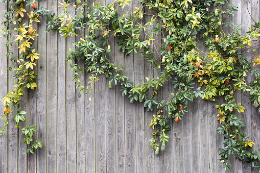 The old gray fence is decorated with a passionflower plant with hanging fruits. Beautiful countryside. Copy space.