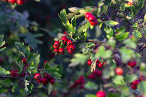 istock hawthorn bushes with ripe berries, background 1422284405