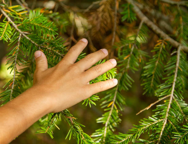 istock Boy touching the branches of a tree. Green environment forest background. Sustainable existence between man and nature 1422284741