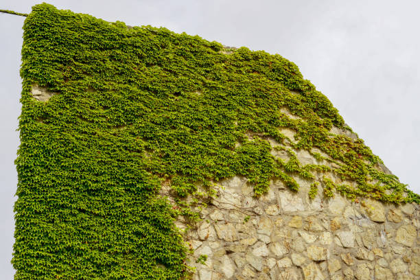 istock Old stone wall with ivy as background 1422286485
