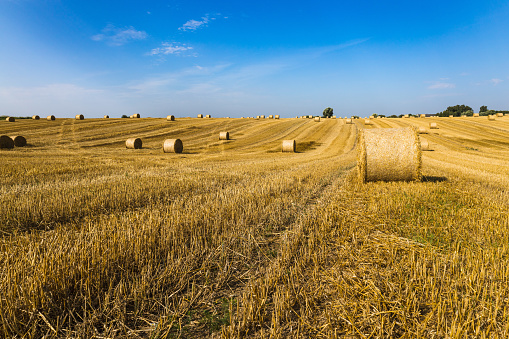 Rural landscape with harvested field , hay bal. Focus on the foreground.