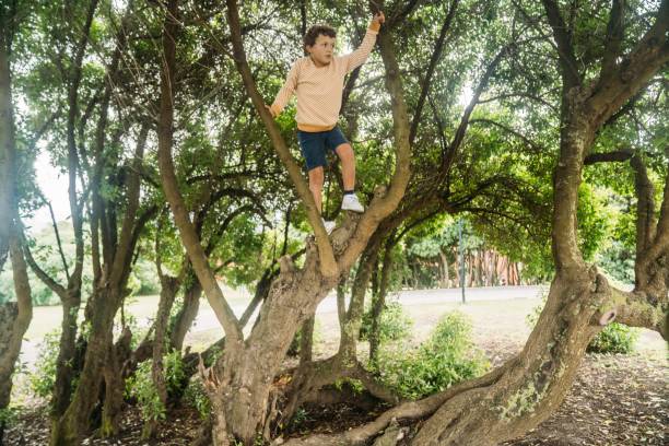 istock Little boy climbs at a great and old tree 1422286924