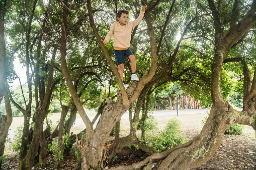 Little boy climbs at a great and old tree