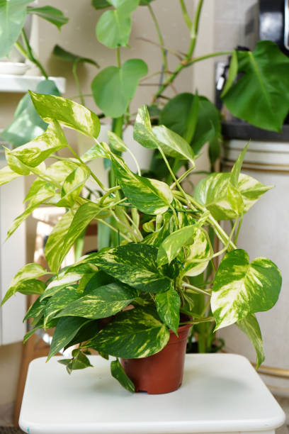 istock Epipremnum golden. deciduous climbing houseplant in a pot. 1422287211