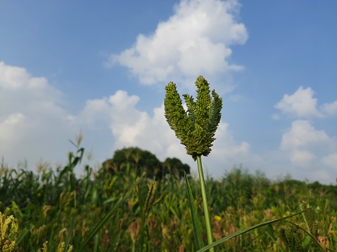 Eleusine coracana or finger millet plants. It is called Ragi and madua in India and Kodo in Nepal. It  is an annual herbaceous plant. Its widely grown as a cereal crop in the in Africa and Asia.